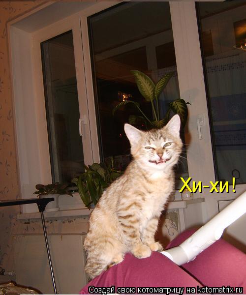 Хи-хи!... Котоматрица: Хи-хи!