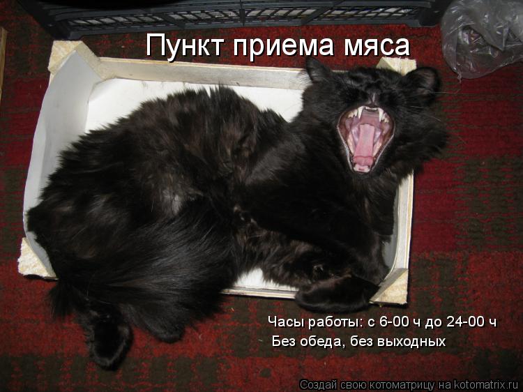 Пункт приема мяса Часы работы: с 6-00 ч до 24-00 ч Без обеда, без выходных... Котоматрица: Пункт приема мяса Часы работы: с 6-00 ч до 24-00 ч Без обеда, без выходных
