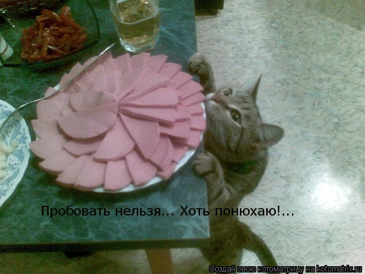 Пробовать нельзя... Хоть понюхаю!...... Котоматрица: Пробовать нельзя... Хоть понюхаю!...