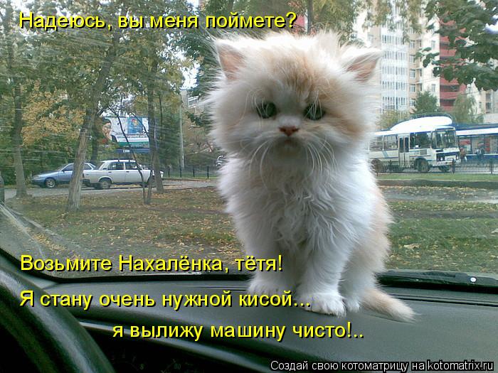 Надеюсь, вы меня поймете? Возьмите Нахалёнка, тётя! Я стану очень нужной кисой... я вылижу машину чис... Котоматрица: Надеюсь, вы меня поймете? Возьмите Нахалёнка, тётя! Я стану очень нужной кисой... я вылижу машину чисто!..