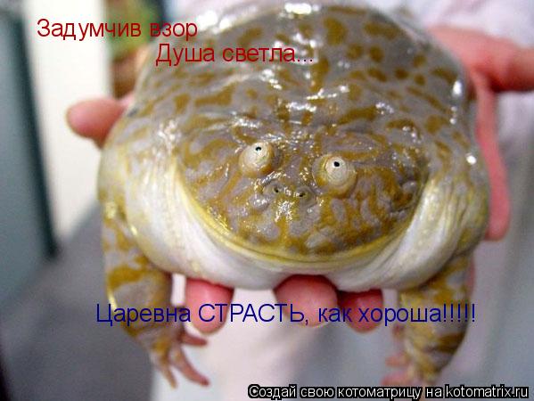 Задумчив взор Душа светла... Царевна СТРАСТЬ, как хороша!!!!!... Котоматрица: Задумчив взор Душа светла... Царевна СТРАСТЬ, как хороша!!!!!