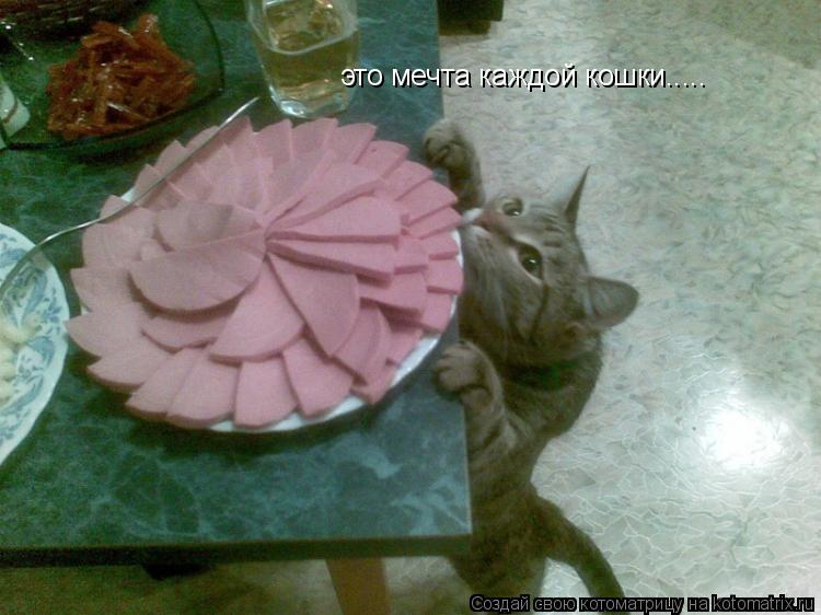 это мечта каждой кошки........ Котоматрица: это мечта каждой кошки.....