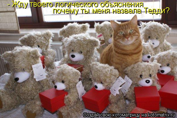 - Жду твоего логического объяснения почему ты меня назвала Тедди?... Котоматрица: - Жду твоего логического объяснения почему ты меня назвала Тедди?