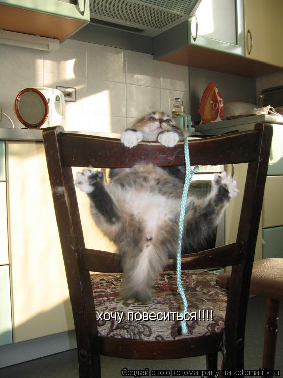 хочу повеситься!!!!... Котоматрица: хочу повеситься!!!!