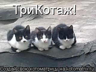 ТриКотаж!... Котоматрица: ТриКотаж!