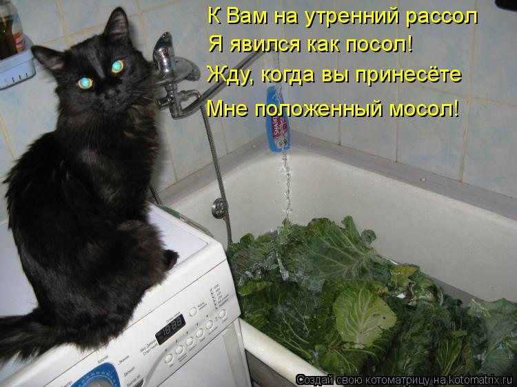 К Вам на утренний рассол Я явился как посол! Жду, когда вы принесёте Мне положенный мосол!... Котоматрица: К Вам на утренний рассол Я явился как посол! Жду, когда вы принесёте Мне положенный мосол!