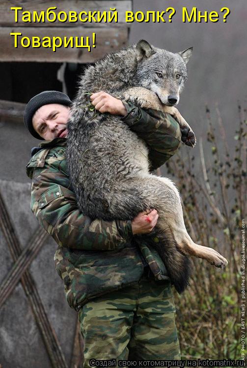 Тамбовский волк? Мне? Товарищ!... Котоматрица: Тамбовский волк? Мне? Товарищ!