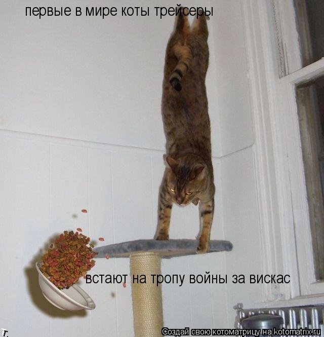 первые в мире коты трейсеры встают на тропу войны за вискас... Котоматрица: первые в мире коты трейсеры встают на тропу войны за вискас