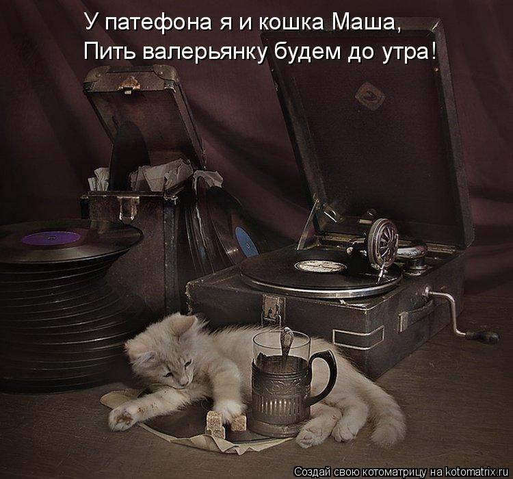 У патефона я и кошка Маша, Пить валерьянку будем до утра!... Котоматрица: У патефона я и кошка Маша, Пить валерьянку будем до утра!