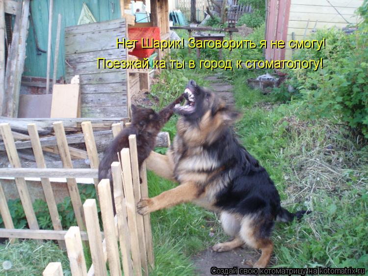Нет Шарик! Заговорить я не смогу! Поезжай ка ты в город к стоматологу!... Котоматрица: Нет Шарик! Заговорить я не смогу! Поезжай ка ты в город к стоматологу!