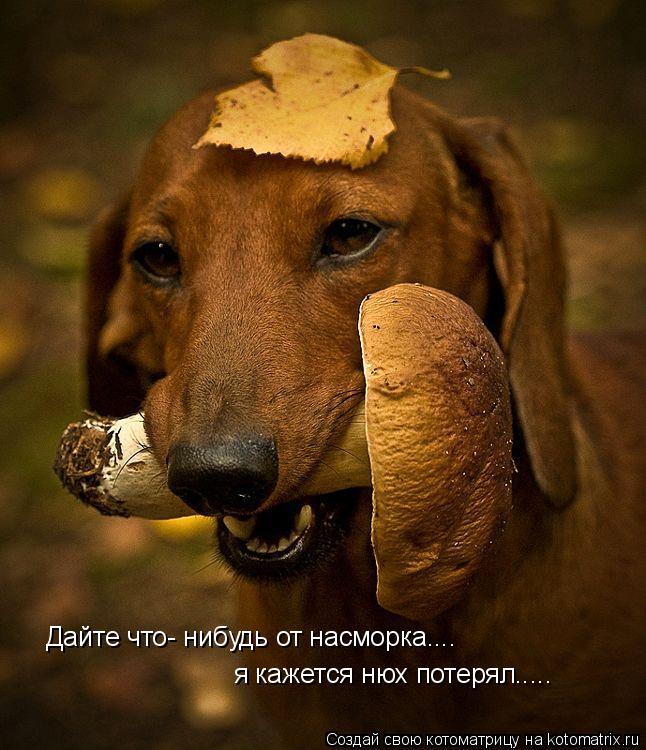 Дайте что- нибудь от насморка.... я кажется нюх потерял........ Котоматрица: Дайте что- нибудь от насморка.... я кажется нюх потерял.....
