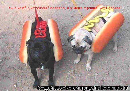 ты с чем? с кетчупом? повезло, а у меня горчица, жгёт зараза!... Котоматрица: ты с чем? с кетчупом? повезло, а у меня горчица, жгёт зараза!