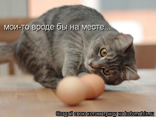 мои-то вроде бы на месте...... Котоматрица: мои-то вроде бы на месте...