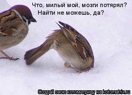 Что, милый мой, мозги потярял? Найти не можешь, да?... Котоматрица: Что, милый мой, мозги потярял? Найти не можешь, да?