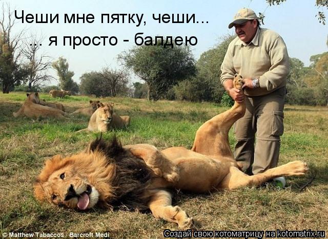 Чеши мне пятку, чеши... ... я просто - балдею... Котоматрица: Чеши мне пятку, чеши... ... я просто - балдею