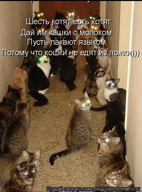 Шесть котят есть хотят Дай им кашки с молоком Пусть лакают языком. Потому что кошки не едят из ложки... Котоматрица: Шесть котят есть хотят Дай им кашки с молоком Пусть лакают языком. Потому что кошки не едят из ложки)))