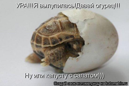 УРА!!!Я вылупилась!Давай огурец!!! Ну или капусту с салатом)))... Котоматрица: УРА!!!Я вылупилась!Давай огурец!!! Ну или капусту с салатом)))
