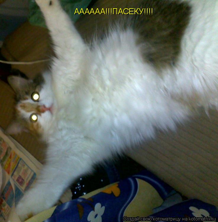 АААААА!!!ПАСЕКУ!!!!... Котоматрица: АААААА!!!ПАСЕКУ!!!!