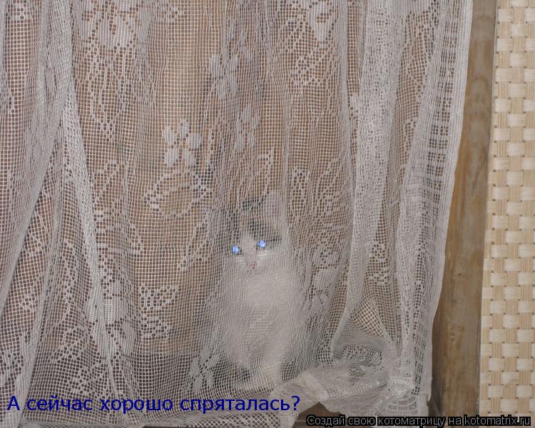 А сейчас хорошо спряталась?... Котоматрица: А сейчас хорошо спряталась?