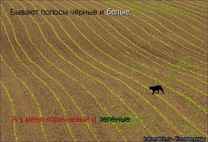 Бывают полосы чёрные и белые, А у меня коричневые и зелёные... Котоматрица: Бывают полосы чёрные и белые, А у меня коричневые и зелёные