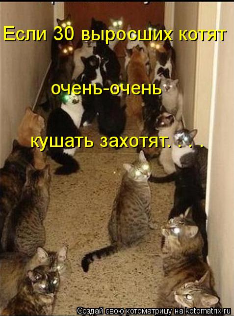 Если 30 выросших котят очень-очень кушать захотят. . . .... Котоматрица: Если 30 выросших котят очень-очень кушать захотят. . . .