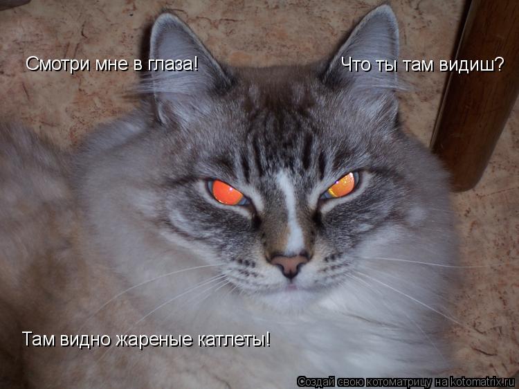 Смотри мне в глаза! Что ты там видиш? Там видно жареные катлеты!... Котоматрица: Смотри мне в глаза! Что ты там видиш? Там видно жареные катлеты!