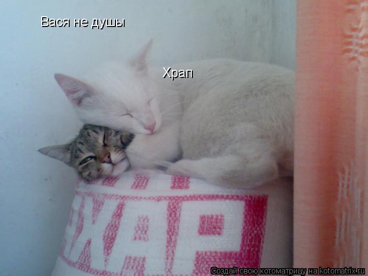 Вася не душы Храп... Котоматрица: Вася не душы Храп