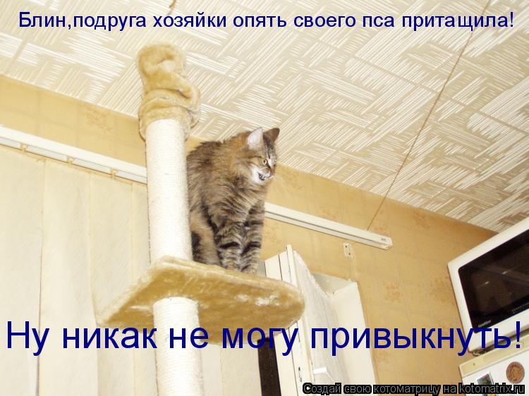 Блин,подруга хозяйки опять своего пса притащила! Ну никак не могу привыкнуть!... Котоматрица: Блин,подруга хозяйки опять своего пса притащила! Ну никак не могу привыкнуть!