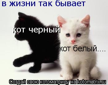 в жизни так бывает кот черный кот белый....... Котоматрица: в жизни так бывает кот черный кот белый....
