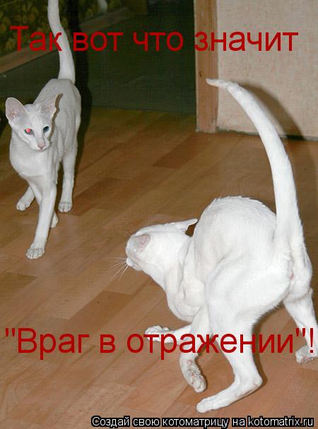 Так вот что значит "Враг в отражении"!... Котоматрица: Так вот что значит "Враг в отражении"!