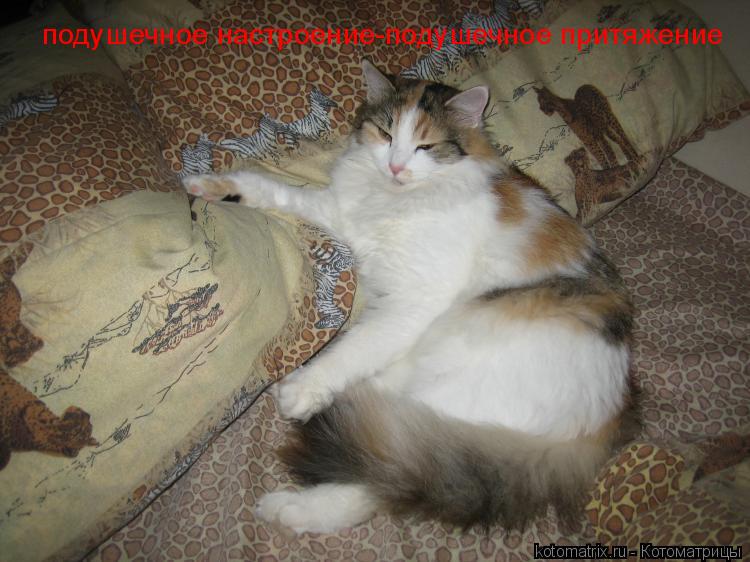 подушечное настроение-подушечное притяжение... Котоматрица: подушечное настроение-подушечное притяжение