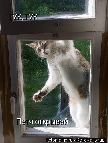 ТУК,ТУК Петя открывай... Котоматрица: ТУК,ТУК Петя открывай