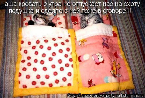 наша кровать с утра не отпускает нас на охоту подушка и одеяло с ней тоже в сговоре!!!... Котоматрица: наша кровать с утра не отпускает нас на охоту подушка и одеяло с ней тоже в сговоре!!!