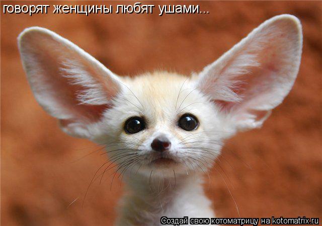 говорят женщины любят ушами...... Котоматрица: говорят женщины любят ушами...