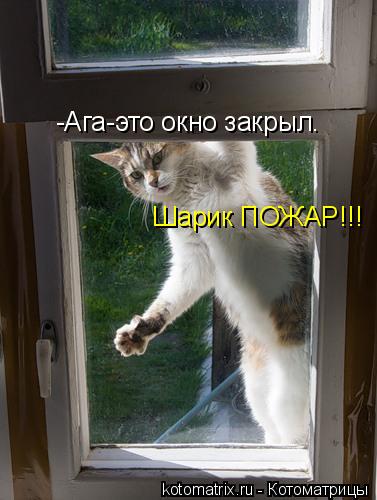 -Ага-это окно закрыл. Шарик ПОЖАР!!!... Котоматрица: -Ага-это окно закрыл. Шарик ПОЖАР!!!