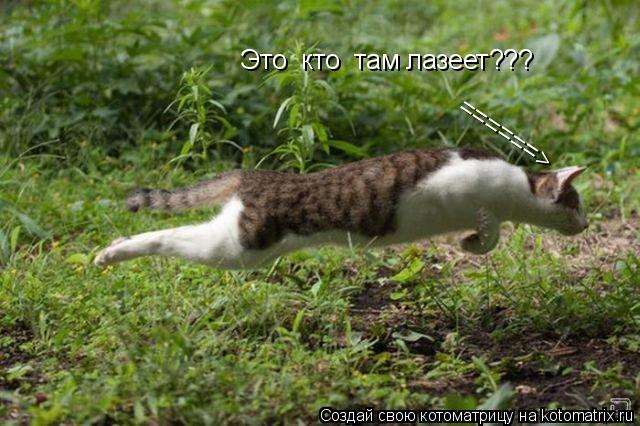 Это кто там лазеет??? ======>... Котоматрица: Это кто там лазеет??? ======>