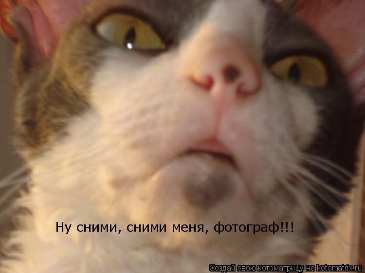 Ну сними, сними меня, фотограф!!!... Котоматрица: Ну сними, сними меня, фотограф!!!