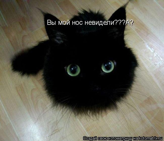 Вы мой нос невидели???А?... Котоматрица: Вы мой нос невидели???А?
