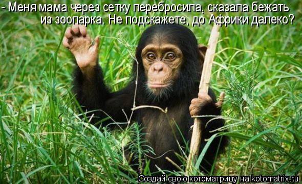 - Меня мама через сетку перебросила, сказала бежать из зоопарка. Не подскажете, до Африки далеко?... Котоматрица: - Меня мама через сетку перебросила, сказала бежать из зоопарка. Не подскажете, до Африки далеко?