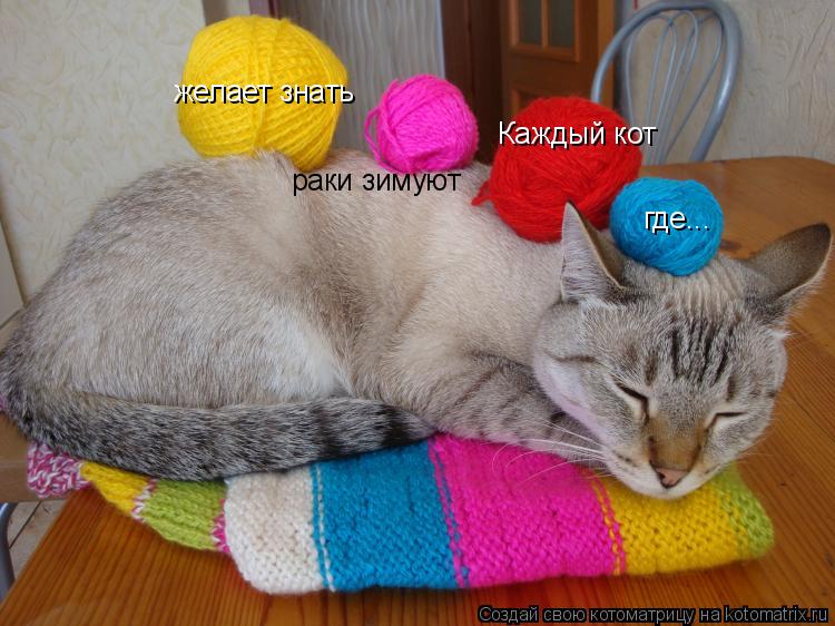 Каждый кот желает знать где... раки зимуют... Котоматрица: Каждый кот желает знать где... раки зимуют
