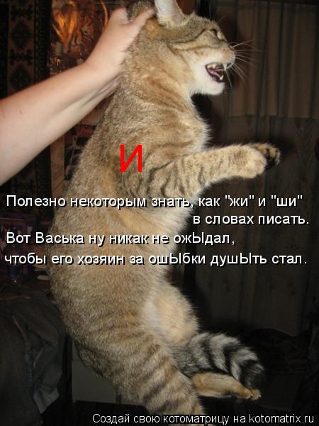 Полезно некоторым знать, как "жи" и "ши" в словах писать. чтобы его хозяин за ошЫбки душЫть стал. Вот... Котоматрица: Полезно некоторым знать, как "жи" и "ши" в словах писать. чтобы его хозяин за ошЫбки душЫть стал. Вот Васька ну никак не ожЫдал, И