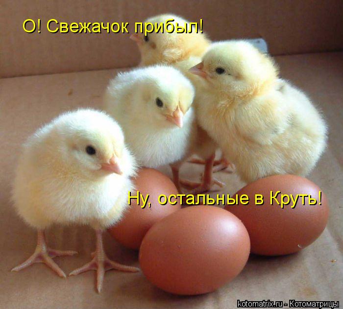 Ну, остальные в Круть! О! Свежачок прибыл!... Котоматрица: Ну, остальные в Круть! О! Свежачок прибыл!
