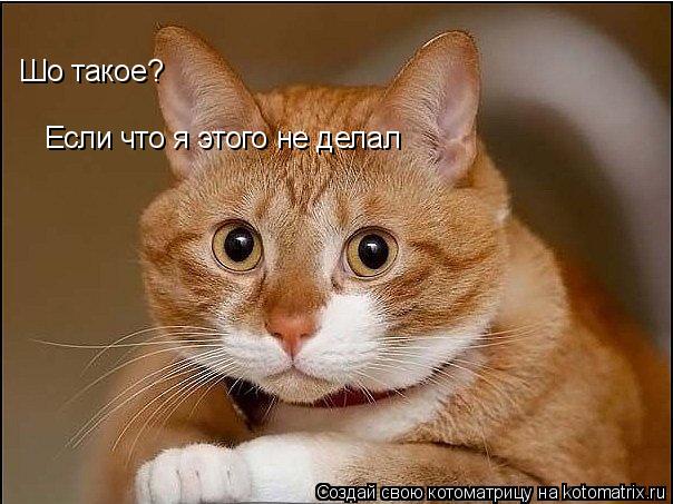 Шо такое? Если что я этого не делал... Котоматрица: Шо такое? Если что я этого не делал