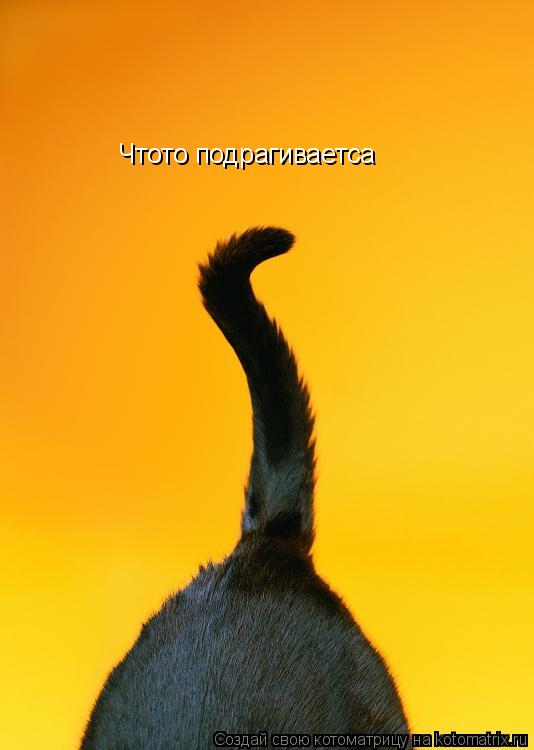 Чтото подрагиваетса... Котоматрица: Чтото подрагиваетса