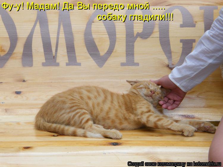 Фу-у! Мадам! Да Вы передо мной ..... собаку гладили!!!... Котоматрица: Фу-у! Мадам! Да Вы передо мной ..... собаку гладили!!!