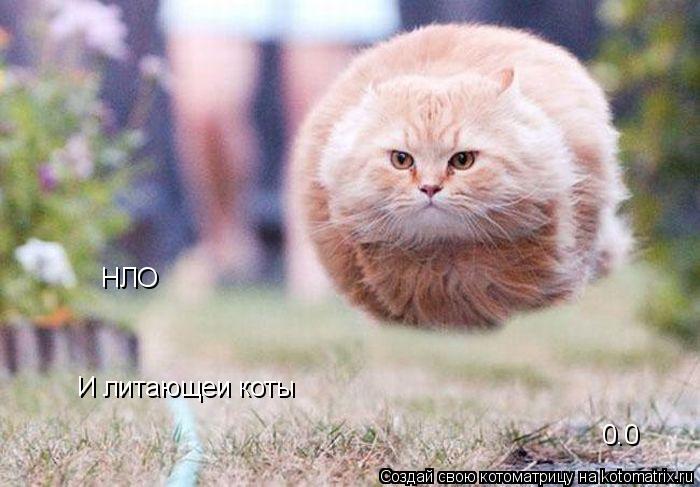 НЛО И литающеи коты 0.0... Котоматрица: НЛО И литающеи коты 0.0