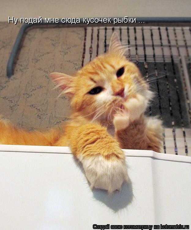 Ну подай мне сюда кусочек рыбки ...... Котоматрица: Ну подай мне сюда кусочек рыбки ...