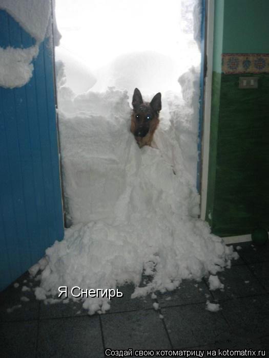 Я Снегирь... Котоматрица: Я Снегирь