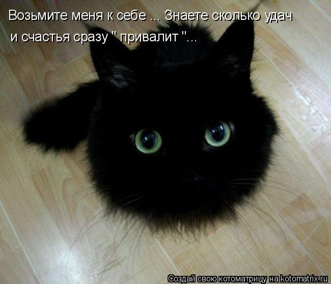 Возьмите меня к себе ... Знаете сколько удач и счастья сразу " привалит "...... Котоматрица: Возьмите меня к себе ... Знаете сколько удач и счастья сразу " привалит "...