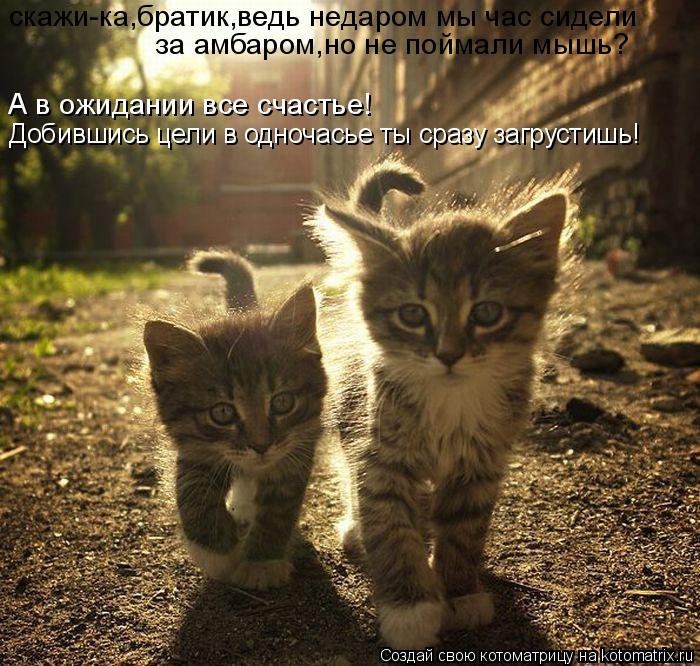 за амбаром,но не поймали мышь? А в ожидании все счастье! Добившись цели в одночасье ты сразу загрусти... Котоматрица: за амбаром,но не поймали мышь? А в ожидании все счастье! Добившись цели в одночасье ты сразу загрустишь! скажи-ка,братик,ведь недаром мы час